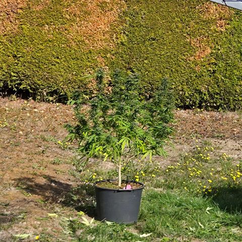 RainbowCheatz (OD) growlog timeline photo