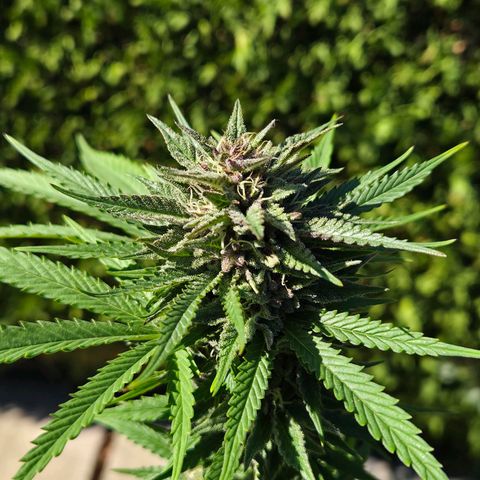 RainbowCheatz (OD) growlog timeline photo