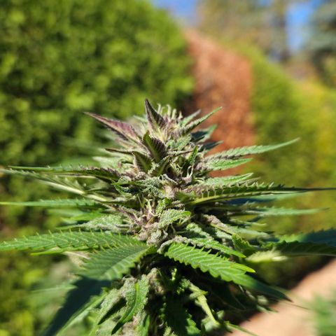 RainbowCheatz (OD) growlog timeline photo