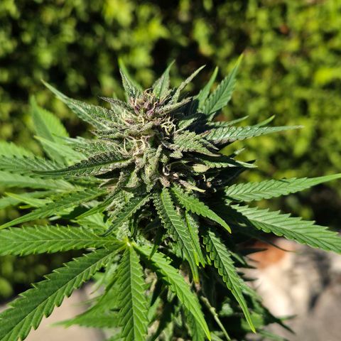 RainbowCheatz (OD) growlog timeline photo