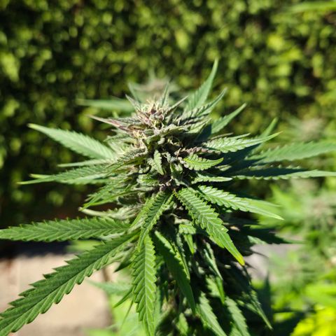 RainbowCheatz (OD) growlog timeline photo