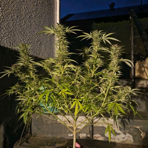RainbowCheatz (OD) growlog timeline photo