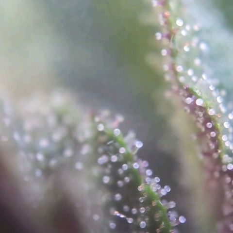 RainbowCheatz (OD) growlog timeline photo