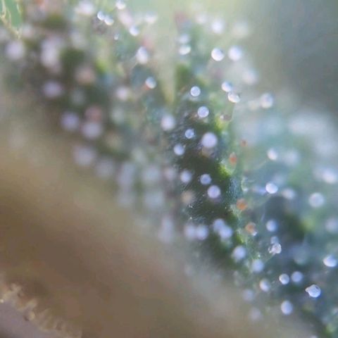 RainbowCheatz (OD) growlog timeline photo