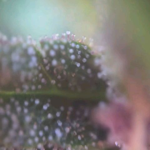 RainbowCheatz (OD) growlog timeline photo