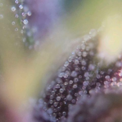 RainbowCheatz (OD) growlog timeline photo