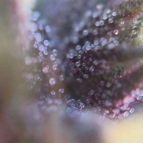 RainbowCheatz (OD) growlog timeline photo