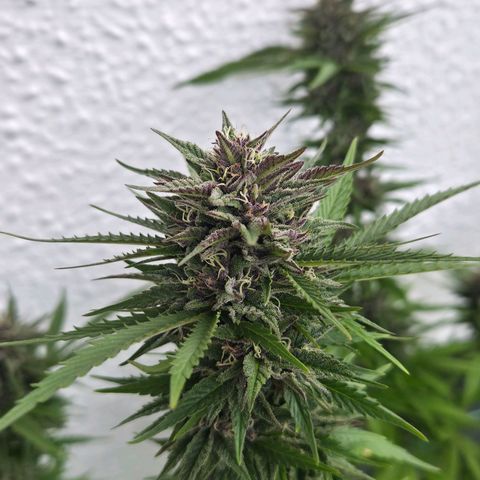 RainbowCheatz (OD) growlog timeline photo