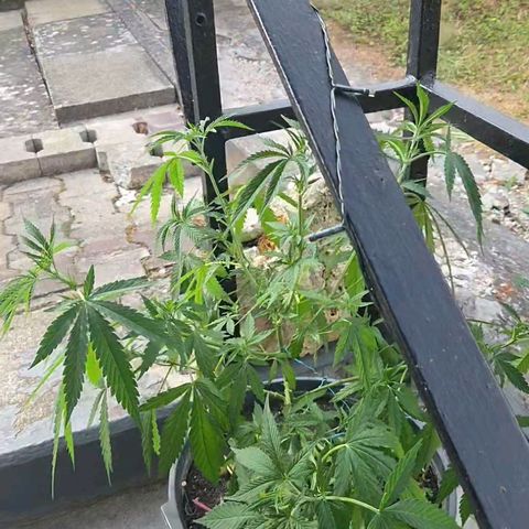RainbowCheatz (OD) growlog timeline photo