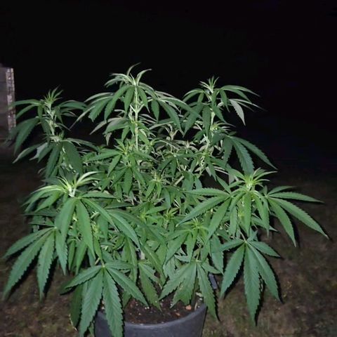 RainbowCheatz (OD) growlog timeline photo