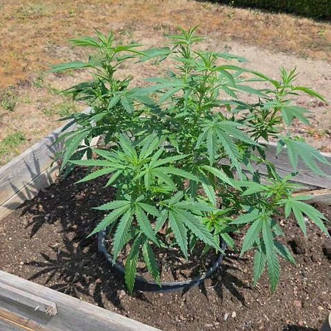 RainbowCheatz (OD) growlog timeline photo
