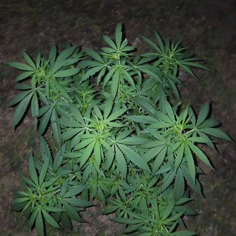 RainbowCheatz (OD) growlog timeline photo