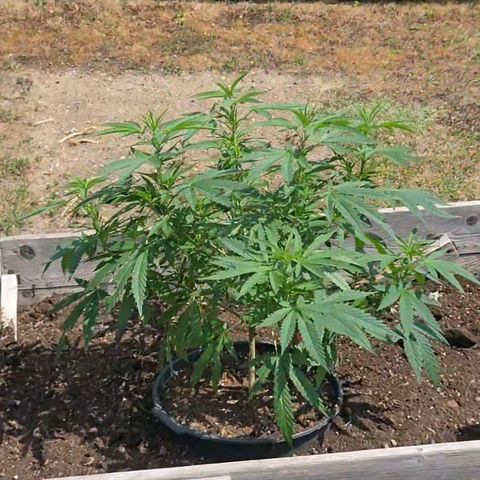 RainbowCheatz (OD) growlog timeline photo