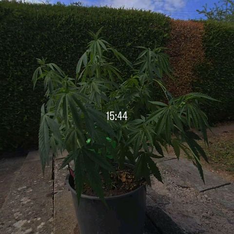 RainbowCheatz (OD) growlog timeline photo