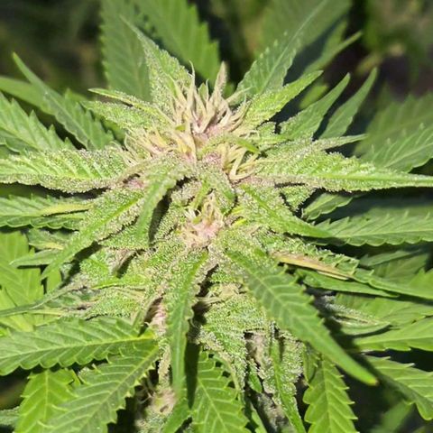 RainbowCheatz (OD) growlog timeline photo
