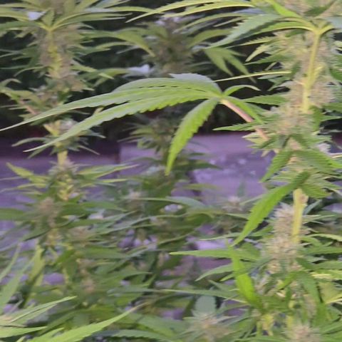 RainbowCheatz (OD) growlog timeline photo