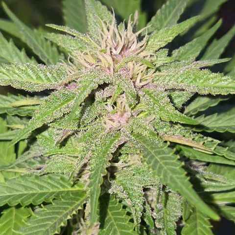 RainbowCheatz (OD) growlog timeline photo