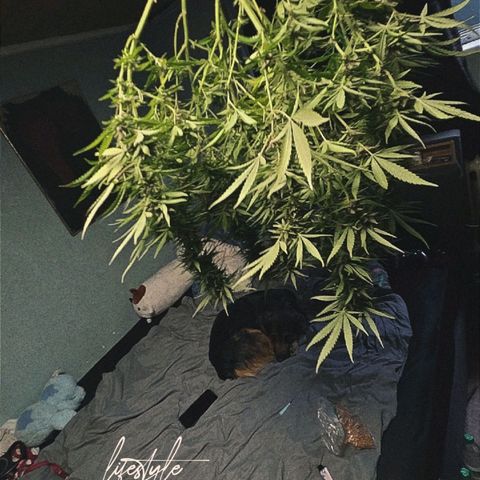 RainbowCheatz (OD) growlog timeline photo