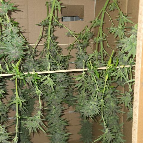 RainbowCheatz (OD) growlog timeline photo
