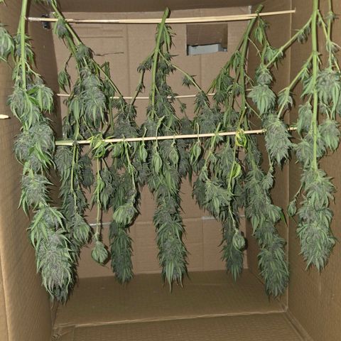 RainbowCheatz (OD) growlog timeline photo