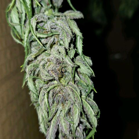 RainbowCheatz (OD) growlog timeline photo