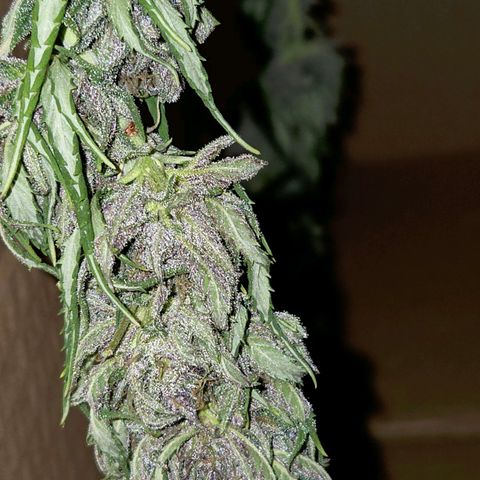 RainbowCheatz (OD) growlog timeline photo