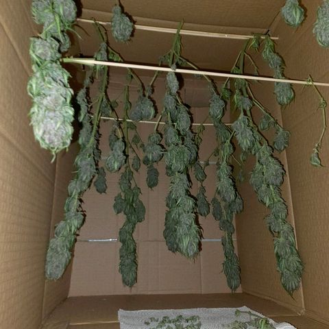 RainbowCheatz (OD) growlog timeline photo