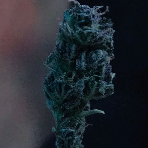 RainbowCheatz (OD) growlog timeline photo