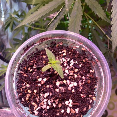 Mimosa Evo growlog timeline photo
