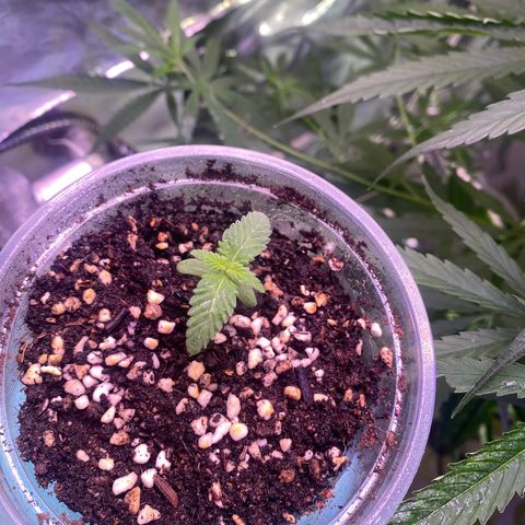Mimosa Evo growlog timeline photo