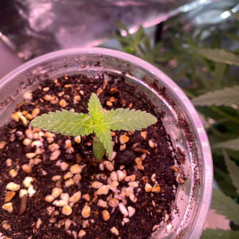 Mimosa Evo growlog timeline photo