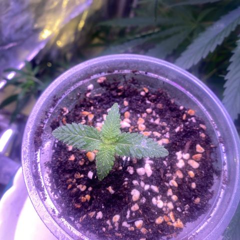 Mimosa Evo growlog timeline photo