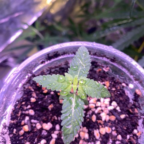Mimosa Evo growlog timeline photo