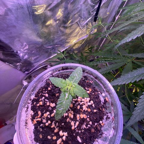 Mimosa Evo growlog timeline photo