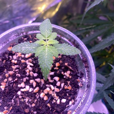Mimosa Evo growlog timeline photo