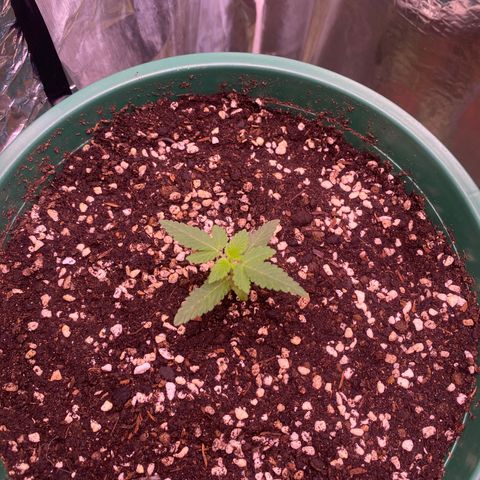 Mimosa Evo growlog timeline photo