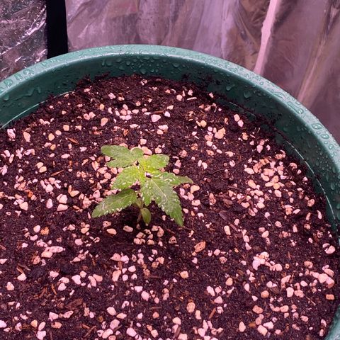 Mimosa Evo growlog timeline photo