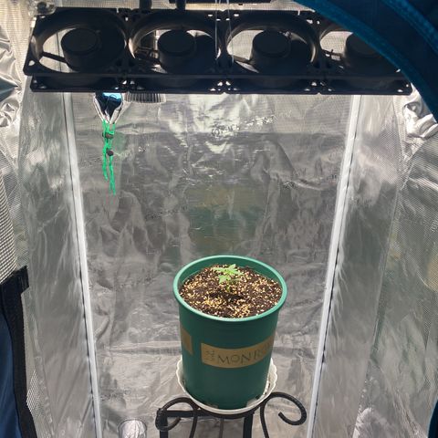 Mimosa Evo growlog timeline photo