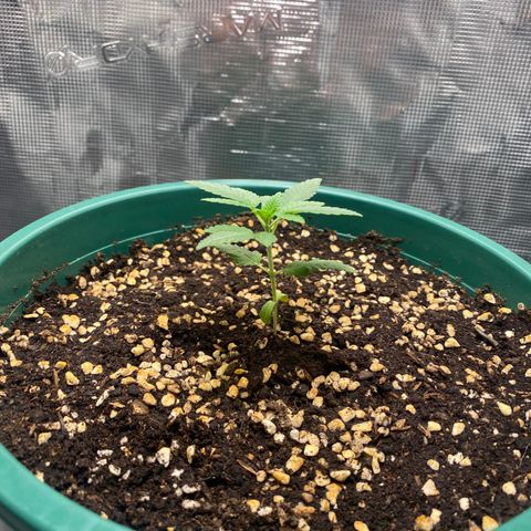 Mimosa Evo growlog timeline photo