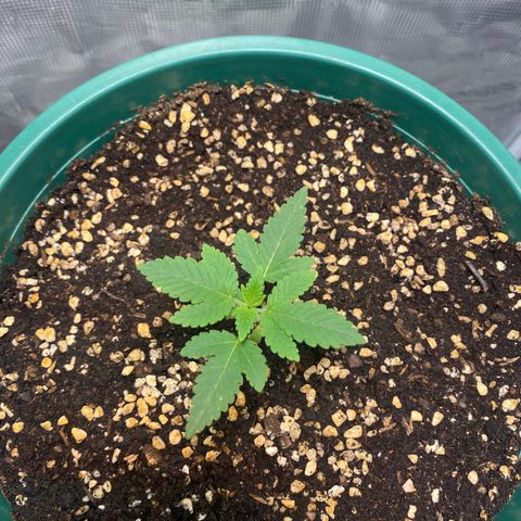 Mimosa Evo growlog timeline photo