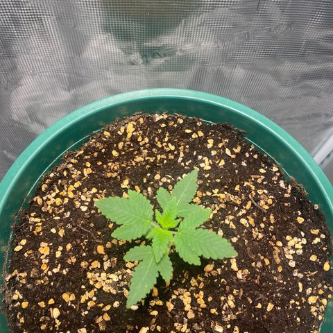 Mimosa Evo growlog timeline photo