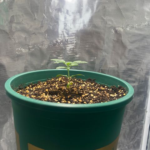 Mimosa Evo growlog timeline photo