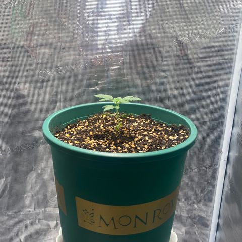 Mimosa Evo growlog timeline photo