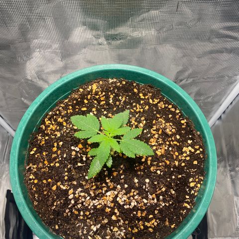 Mimosa Evo growlog timeline photo