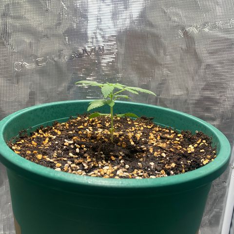 Mimosa Evo growlog timeline photo