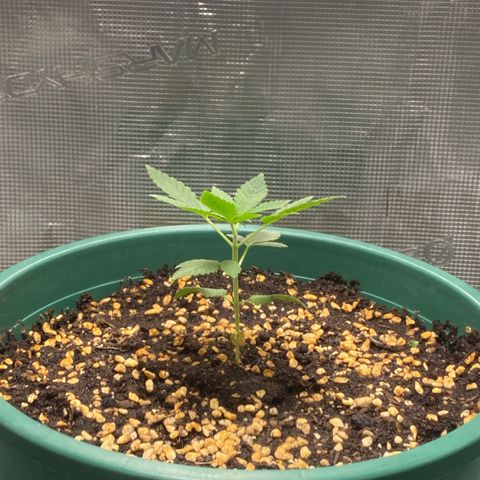 Mimosa Evo growlog photo: Bấm ngọn + 1ml heaven + 1 ml bio root +1l nước 