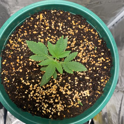 Mimosa Evo growlog photo: Bấm ngọn + 1ml heaven + 1 ml bio root +1l nước 
