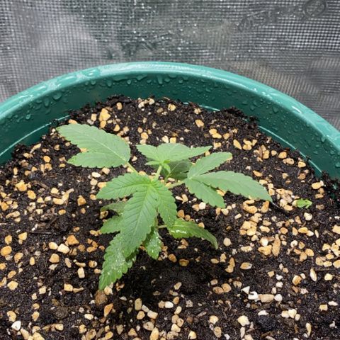 Mimosa Evo growlog photo: Bấm ngọn + 1ml heaven + 1 ml bio root +1l nước 