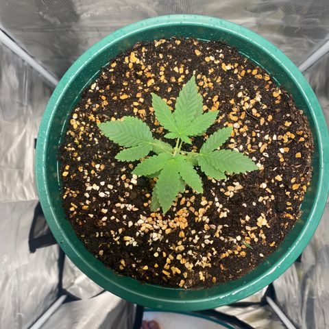 Mimosa Evo growlog timeline photo