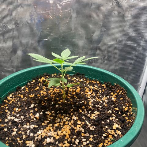 Mimosa Evo growlog timeline photo